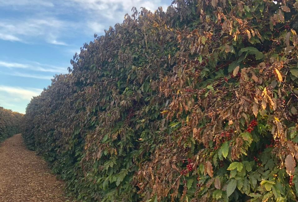 Nachtvorst treft koffie gebieden Brazilië